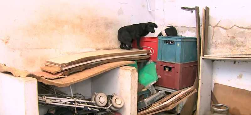 Guarda Municipal encontra cachorros mortos dentro de casa abandonada em Campinas, SP