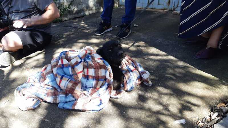 Vizinha chegou a socorrer um cão que estava morrendo afogado na piscina da casa abandonada. — Foto: Paulo Gonçalves/EPTV