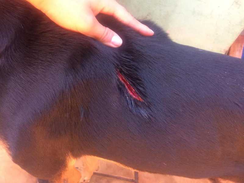 Cão é vítima de maus-tratos em Cândido Mota, SP; animal está ferido