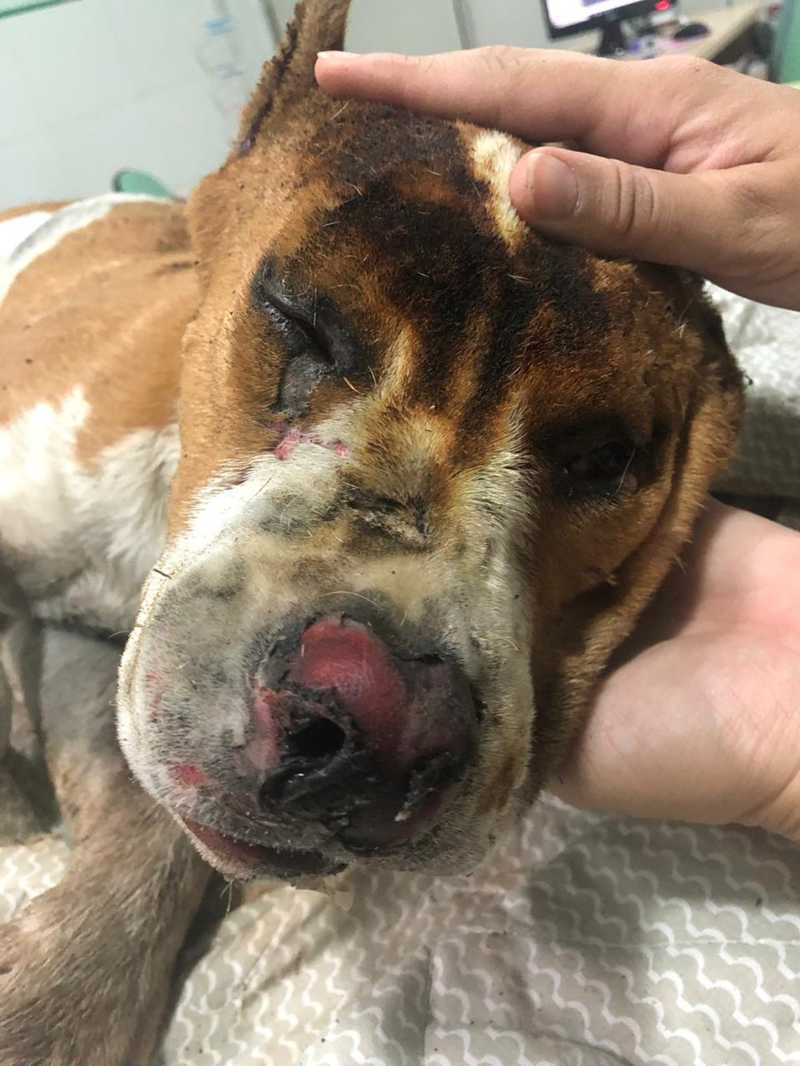 Cão é enrolado em cobertor e queimado em Limeira, SP; animal foi resgatado e levado a clínica