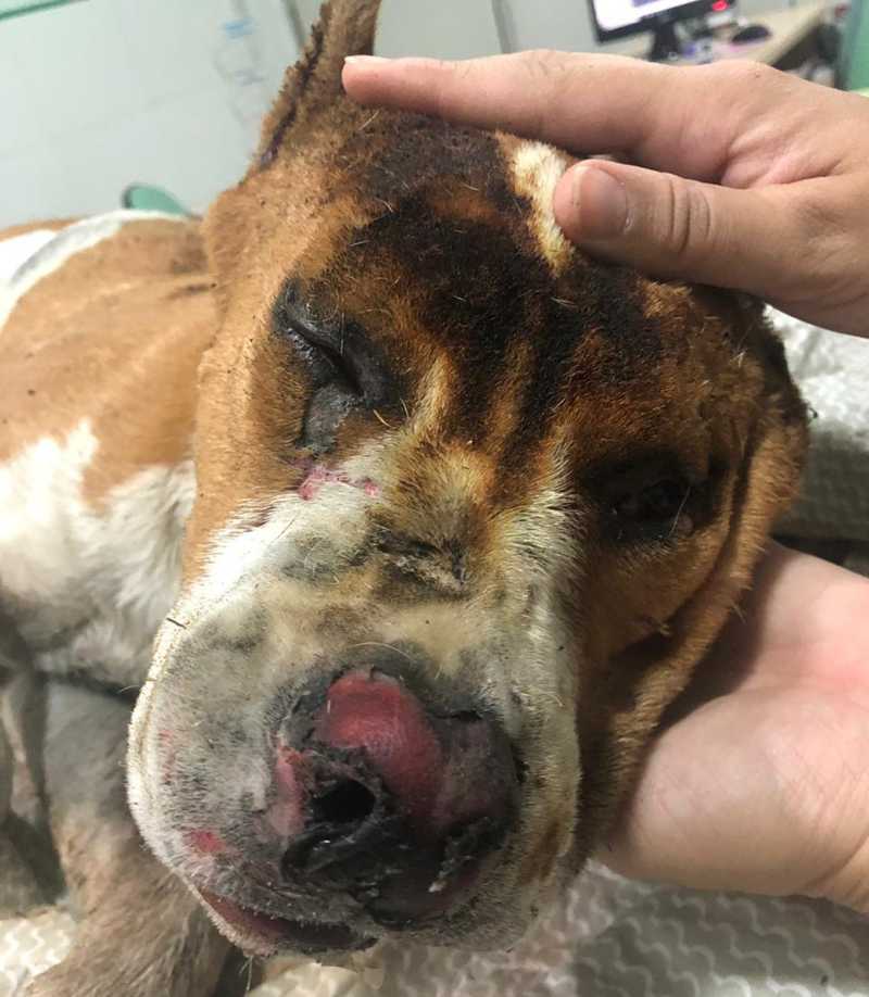 Cão da raça pit bull foi resgatado após ser queimado em Limeira — Foto: Associação Limeirense de Proteção aos Animais