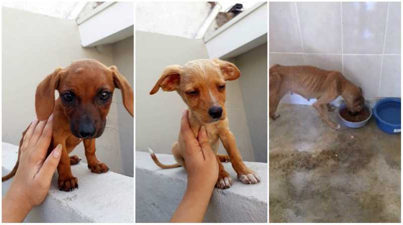 Polícia Ambiental resgata 6 cães em Pirassununga (SP) e aplica multa de R$ 24 mil por maus-tratos