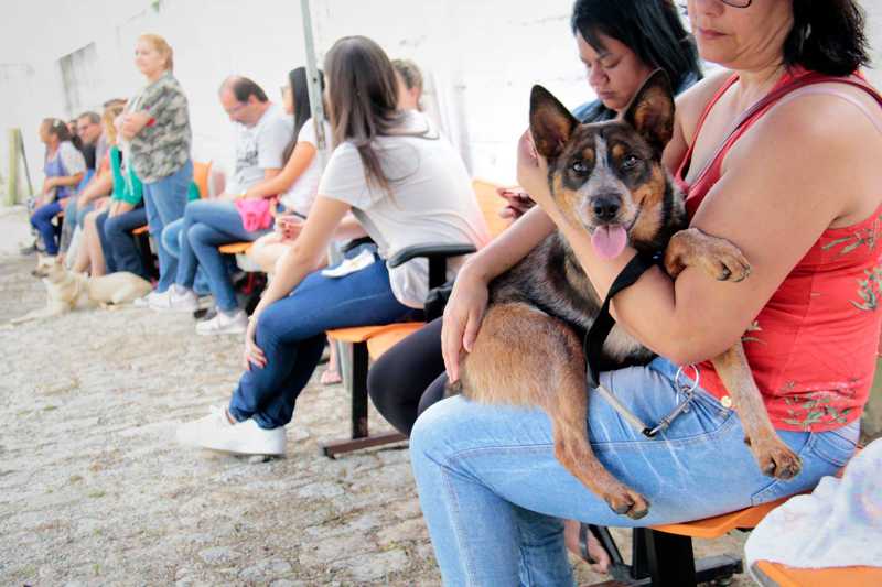 Prefeitura já realizou 1.800 castrações gratuitas de cães e gatos, em Ribeirão Pires, SP