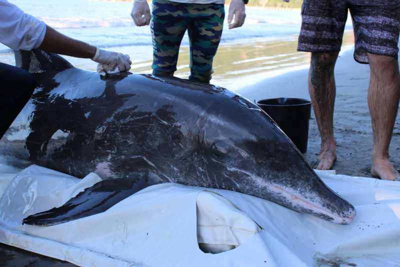 Golfinho é resgatado após encalhar em praia de Ubatuba, SP