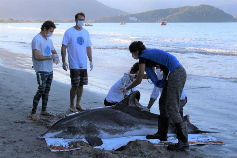 Golfinho de 2,3 metros foi encontrado por banhistas na tarde de sexta-feira (16) — Foto: Divulgação/ Instituto Argonauta