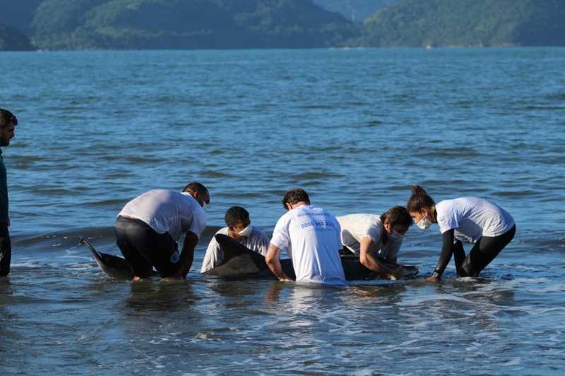 Golfinho é resgatado após encalhar em praia de Ubatuba — Foto: Divulgação/ Instituto Argonauta
