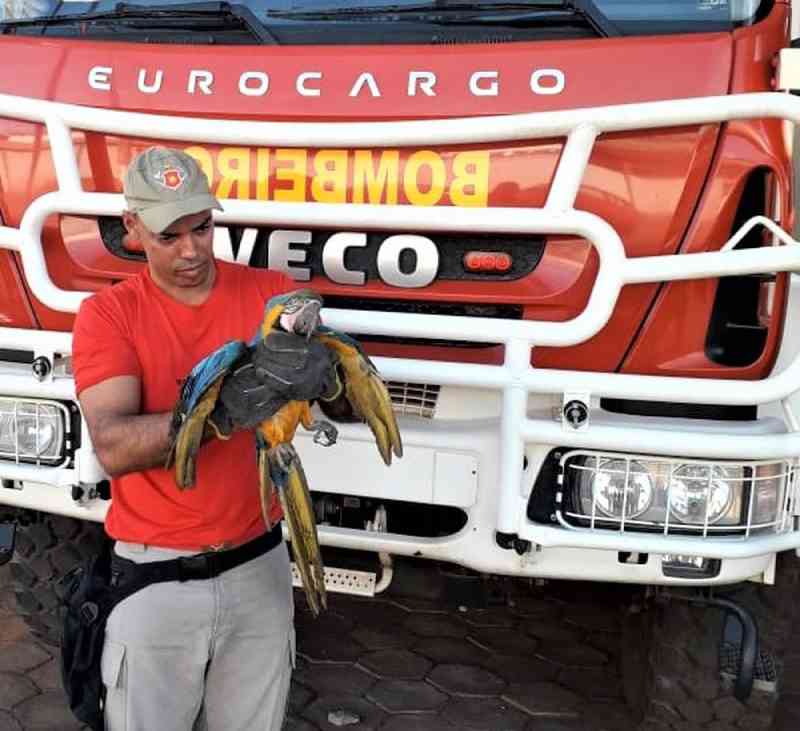 Arara-canindé ferida é resgatada pelo Corpo de Bombeiros em Paraíso do Tocantins