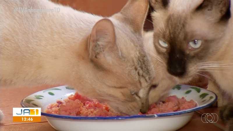 Gatos ‘trocam’ ração por alimentos naturais e mantém vida saudável em Palmas, TO