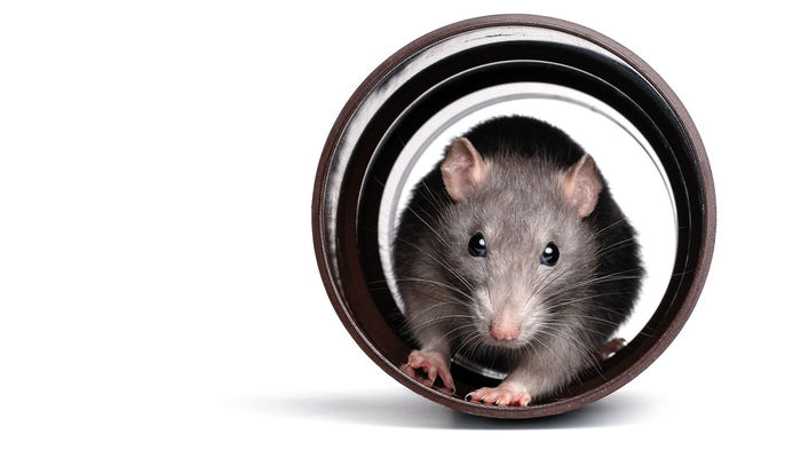 Novo estudo mostra que ratos de laboratório brincam de esconde-esconde simplesmente por diversão