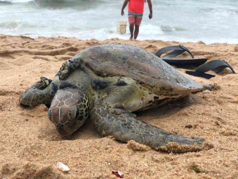 Tartaruga viva encalha na praia da Jatiúca, em Maceió (AL), e é resgatada
