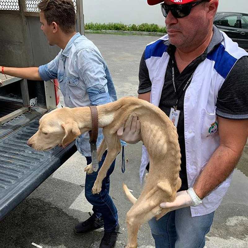Casal de cachorros que foi resgatado depois de maus-tratos é adotado em Maceió