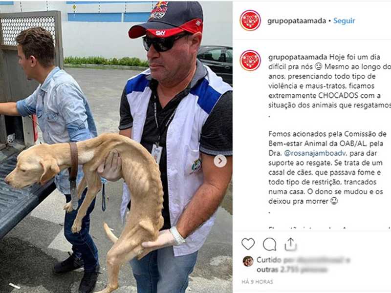 OAB recebe até 10 denúncias por dia de maus-tratos contra animais em Alagoas