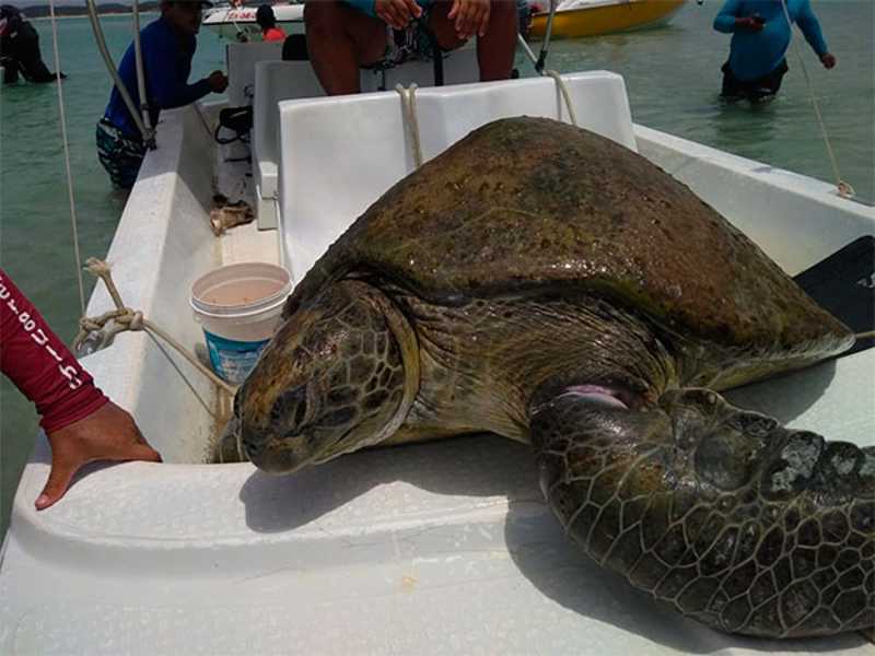 Tartaruga-marinha com nadadeira necrosada é achada com vida em Maragogi, AL