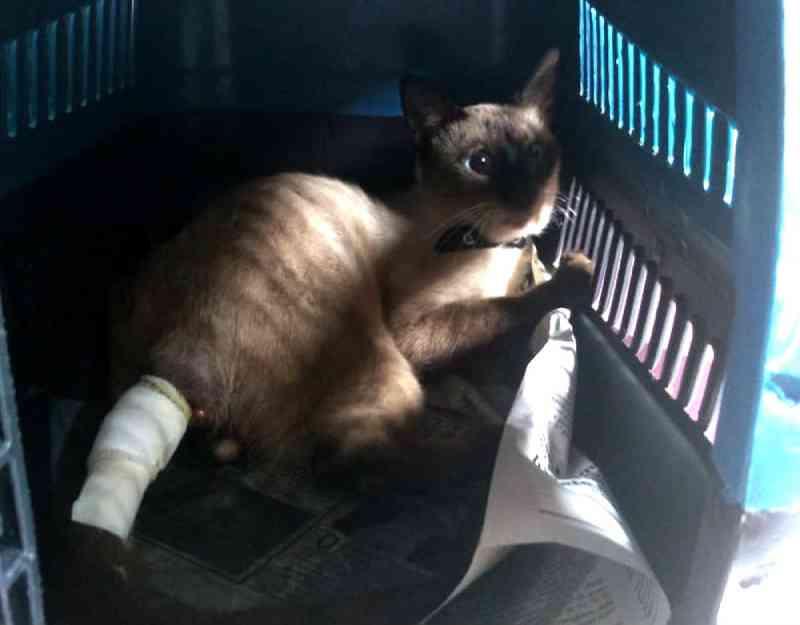 Morre gato que sofreu agressão em Macapá (AP) e ficou com grave infecção