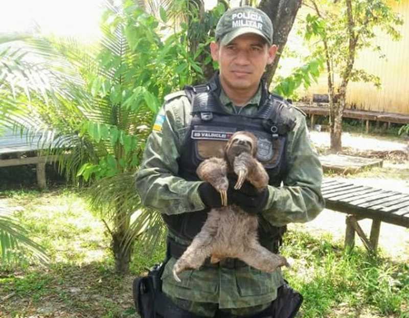 Bicho-preguiça mantido em cativeiro no Bailique é resgatado e devolvido a natureza — Foto: Batalhão Ambiental/Divulgação