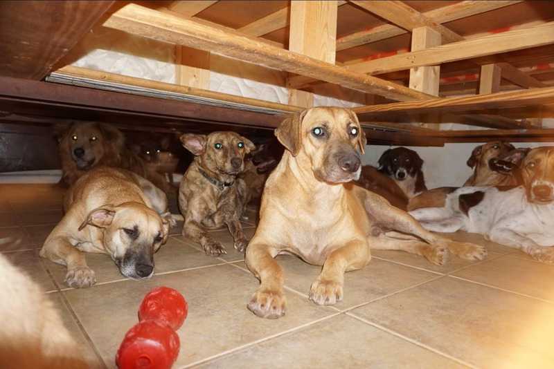 Parte dos cachorros resgatados — Foto: Chella Phillips/Reprodução