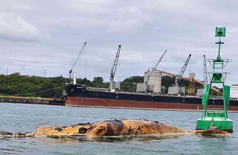 Baleia-jubarte é encontrada boiando em estado de decomposição perto do Porto de Aratu