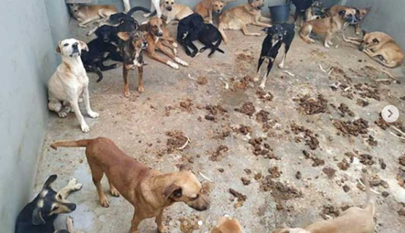 Populares denunciam maus-tratos a animais no Canil Municipal de Caetité (BA), prefeitura nega