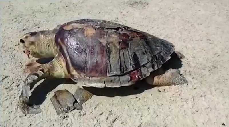 Tartaruga é achada morta em praia do sul da Bahia e número de casos chega a 100 na região, segundo ONG