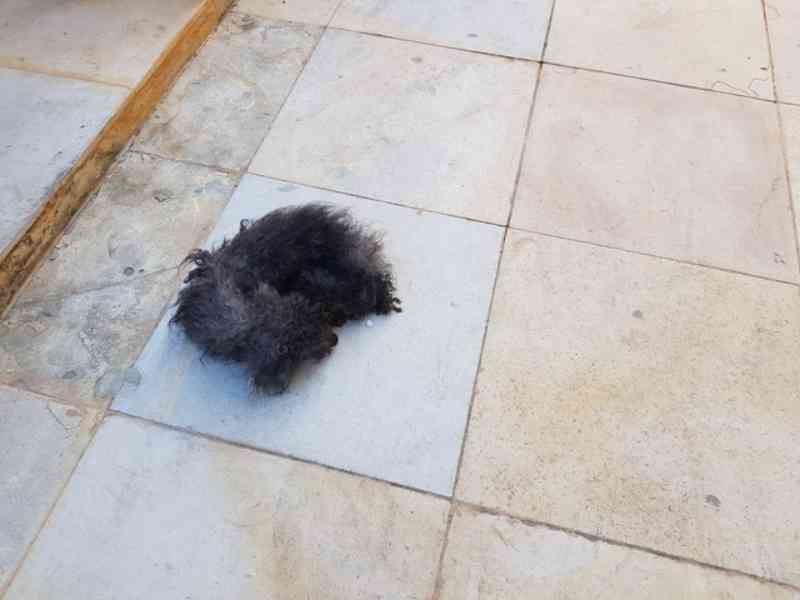Morre de inanição um dos quatro cachorros abandonados sem água e sem comida em apartamento no Ceará