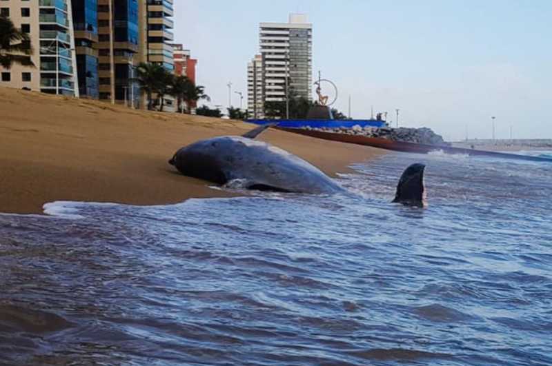 Boto é encontrado morto na Praia de Iracema, em Fortaleza
