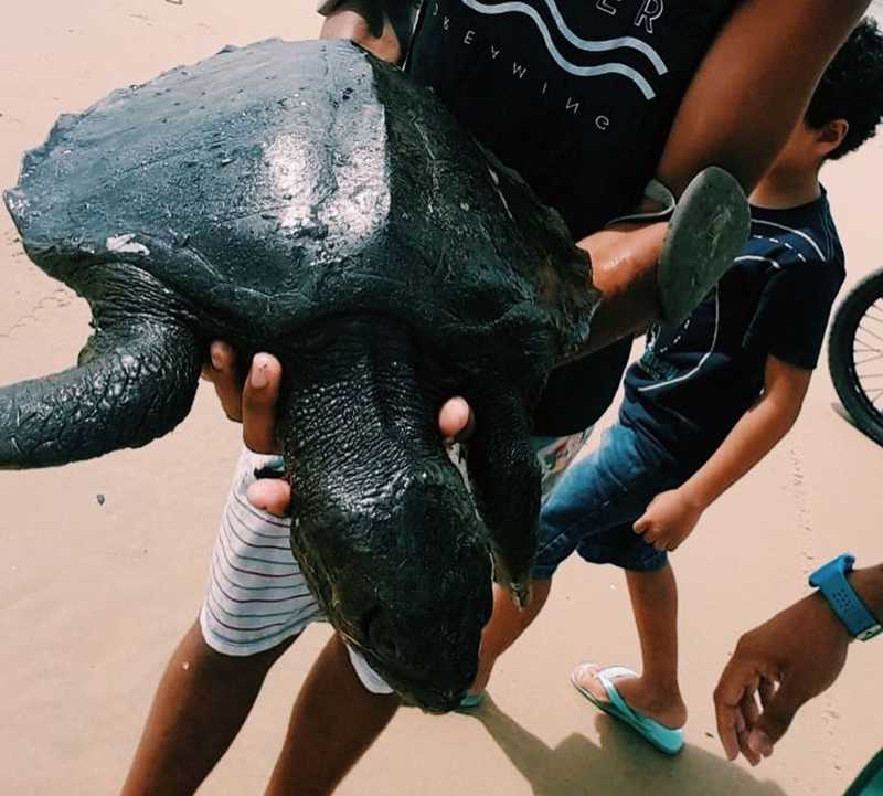 Desova de tartarugas pode ser prejudicada por manchas oleosas no litoral, alerta ambientalista