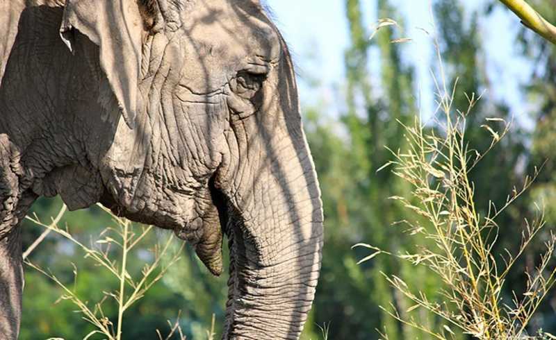 Elefanta resgatada de circo será transportada de avião do Chile para Santuário em MT após doações