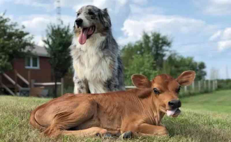 Cachorro se torna ‘melhor amigo’ de bezerro em santuário animal