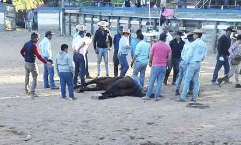 Cavalo morre em evento de doma no Chile
