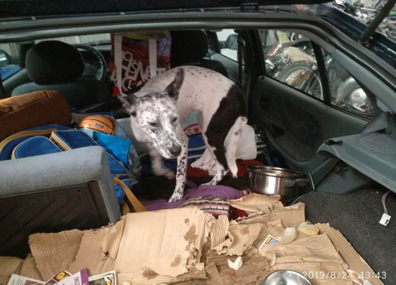 Espanha: Denunciado um homem por abandonar seu cão em veículo sob sol de 30 graus