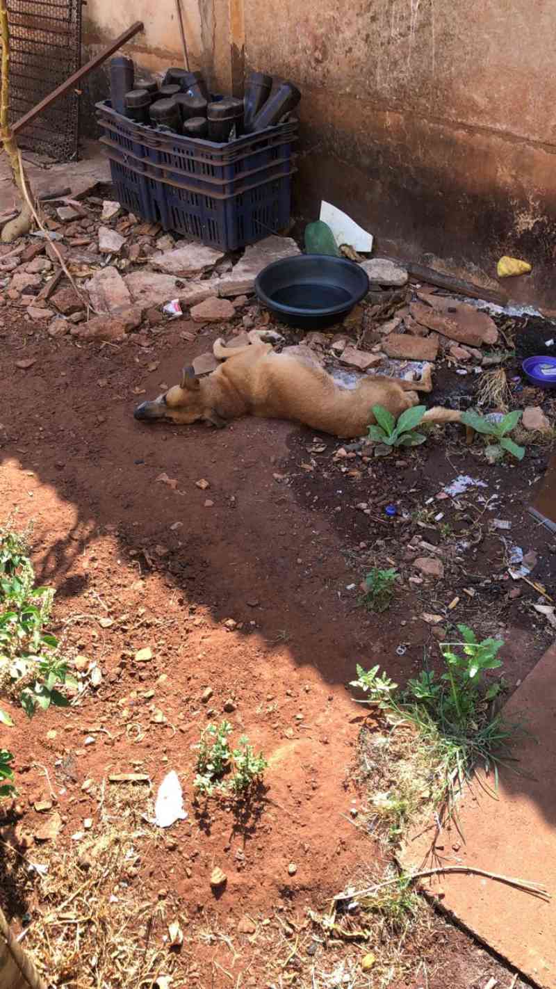 Polícia Civil resgata animal que sofria de maus-tratos em Rio Verde, GO