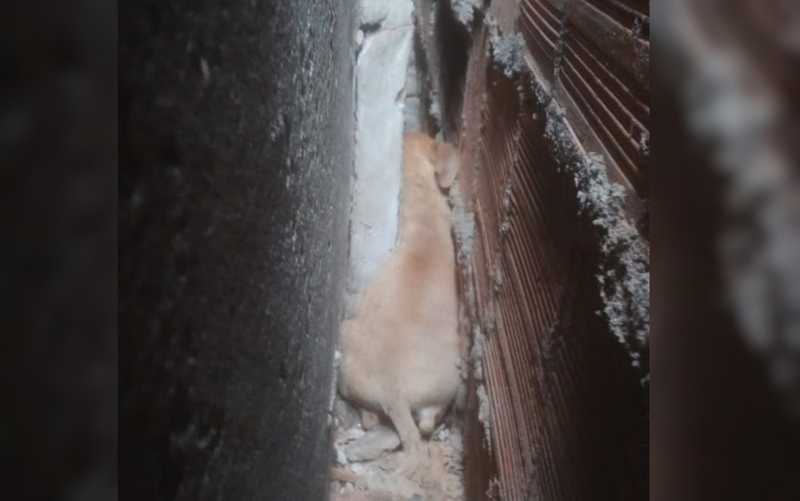 Bombeiros resgatam filhote de cachorro que ficou preso entre muro e parede, em Goiânia