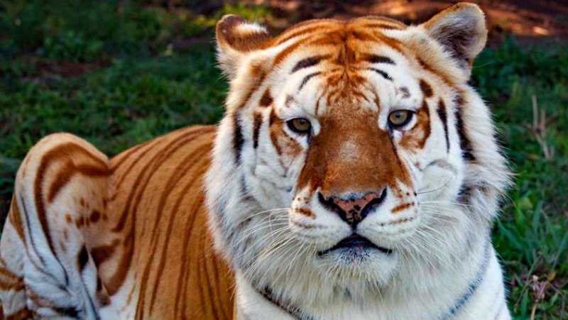 Tigre real de Bengala Rama morre em zoo de Delhi; ativista acusa as autoridades de assassinato