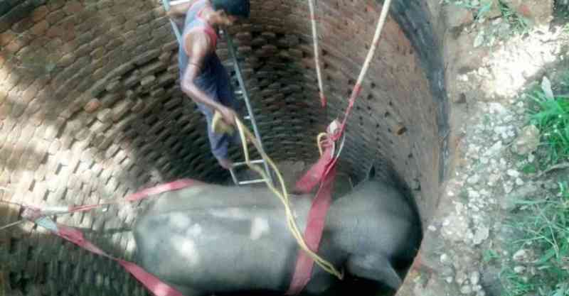 Dezenas de pessoas se unem para resgatar elefante preso dentro de poço de 6 metros; VÍDEO