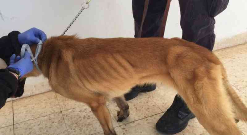Jordânia: negligência mata cães farejadores de bombas