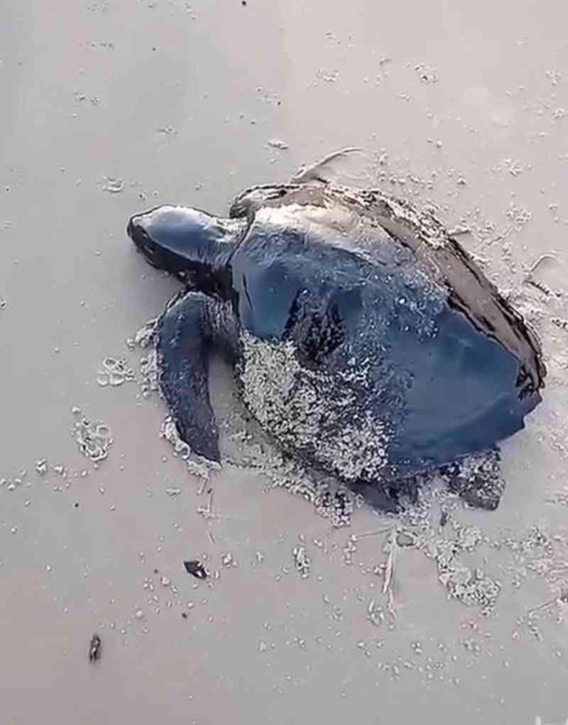 Tartaruga é encontrada coberta por óleo em praia de Alcântara, MA