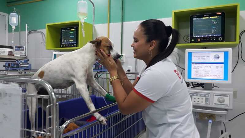 Dulci Barbosa resgatou e acompanha a recuperação de Nemeria em uma veterinária particular de São Luís — Foto: Arquivo Pessoal