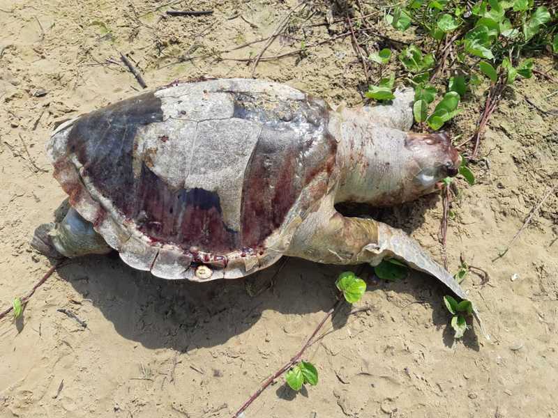 Tartaruga-marinha é encontrada morta na praia de São Marcos, em São Luís, MA