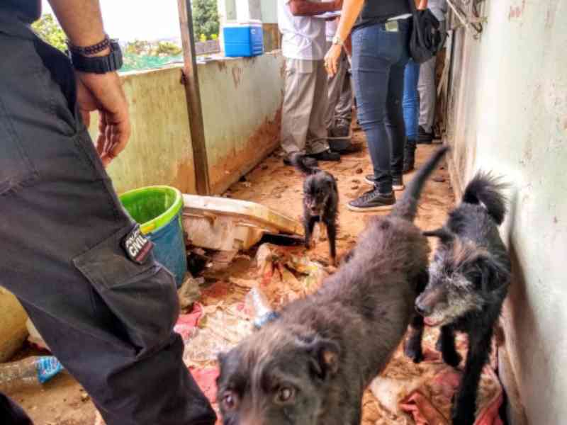 Cães são encontrados em situação de maus-tratos em Belo Horizonte; confira fotos e vídeo