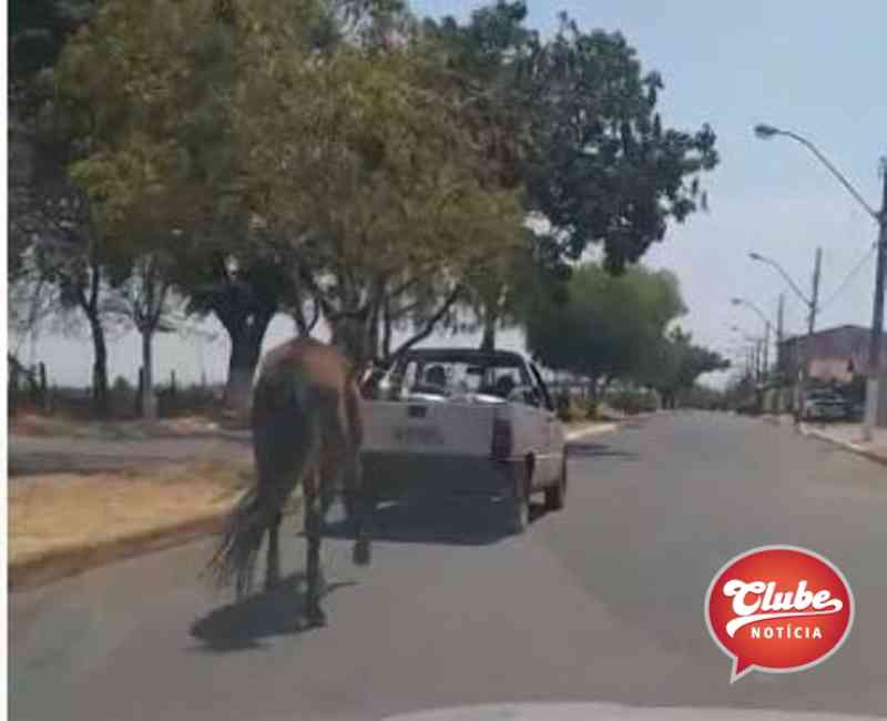 Covardia: internauta flagra animal sendo puxado amarrado em carroceria de automóvel; vídeo