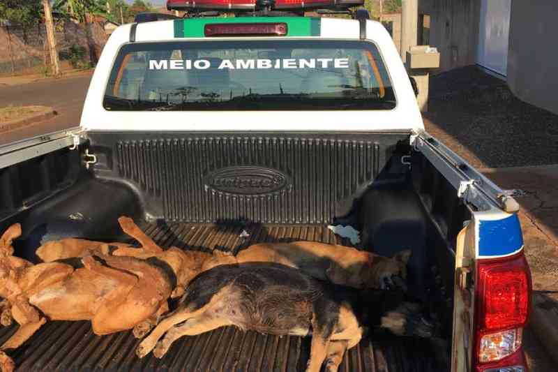 Cães são encontrados mortos após serem envenenados em Ituiutaba, MG