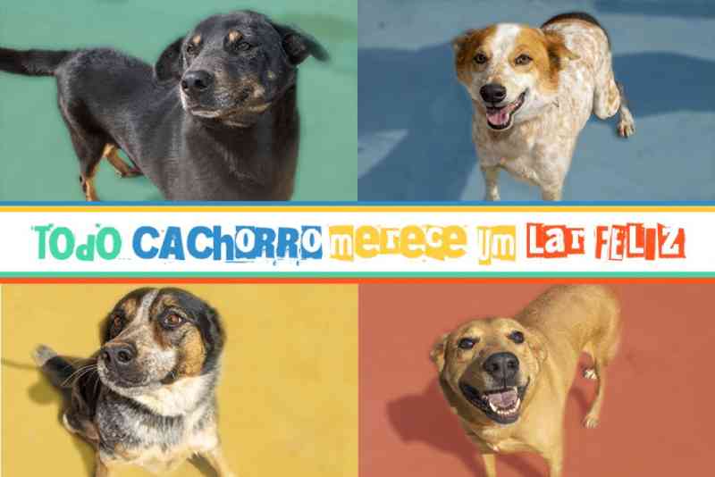 Centro de Bem Estar Animal de Pouso Alegre (MG) cria página para adoção de cães