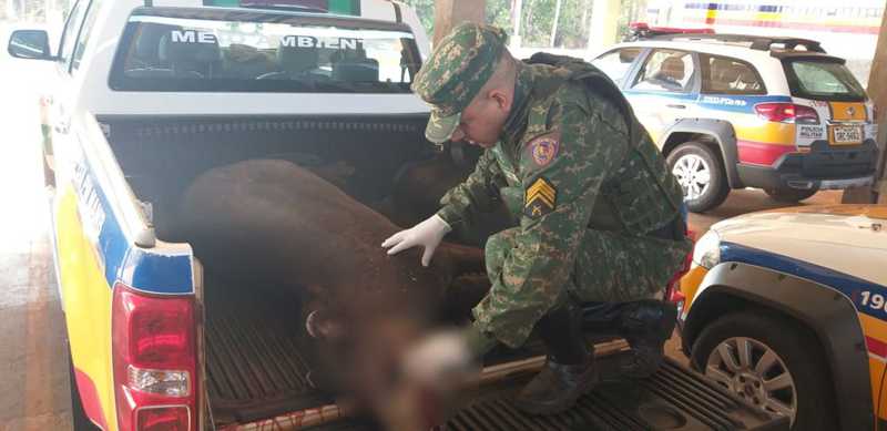 Anta morre depois de ser atropelada na BR-365 em Ituiutaba, MG