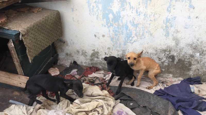 Combate a maus-tratos de cães e gatos em Minas Gerais enfrenta entrave por causa de legislação estadual
