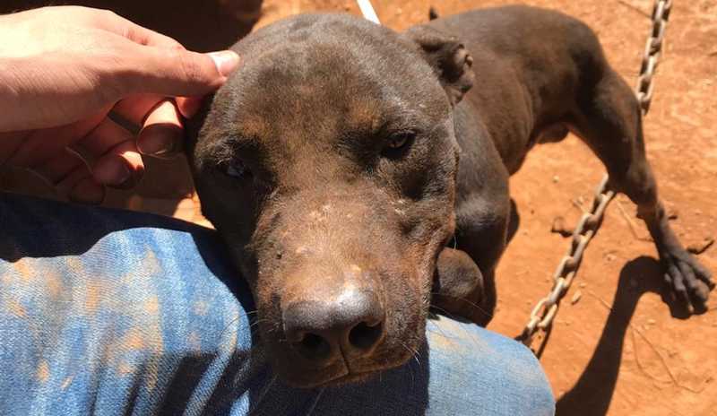 Cães são encontrados em situação de maus-tratos em Sabará — Foto: MPMG/Divulgação