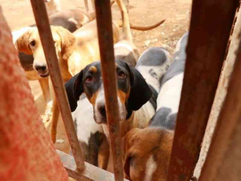 Após resgate de 40 foxhound, moradores denunciam ‘prisão’ de cães da mesma raça