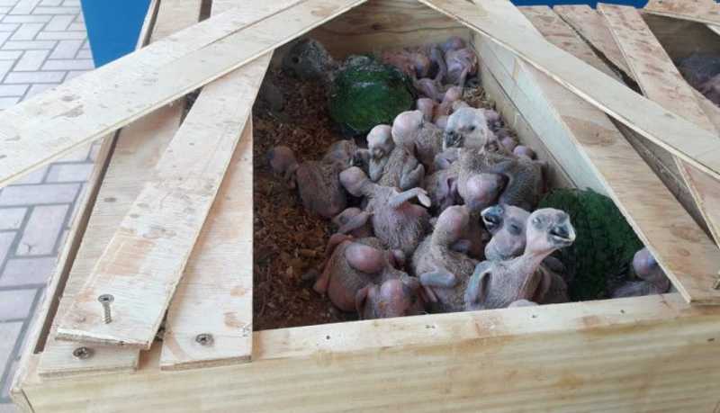 Com 150 filhotes de papagaio, traficante de animais é preso e multado em R$ 750 mil