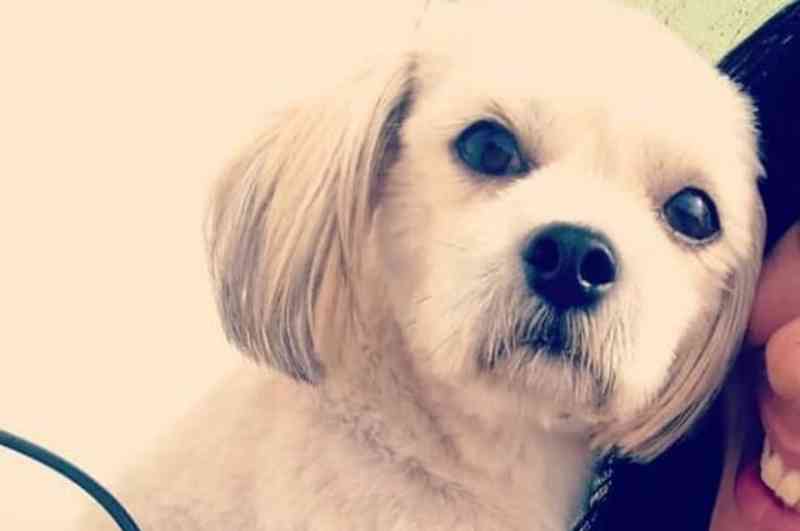 Família busca ajuda para recuperação do Toby; cão teve a orelha mutilada e a pele do pescoço arrancada
