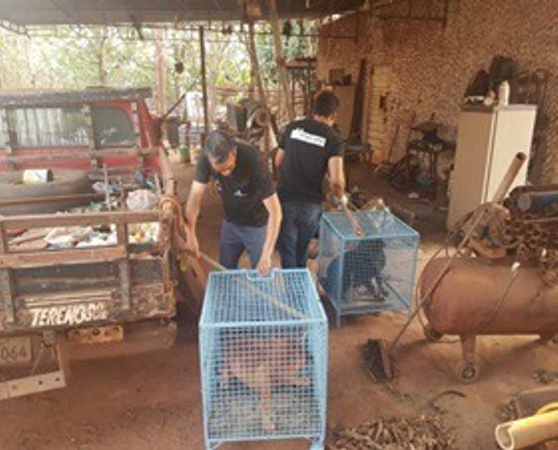 Cães abandonados em imóvel são resgatados pela Polícia Civil em Campo Grande, MS