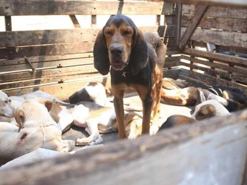 Com 40 foxhound abrigados em lares temporários, ONG pede doações